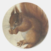 Red Squirrel | Hans Hoffmann