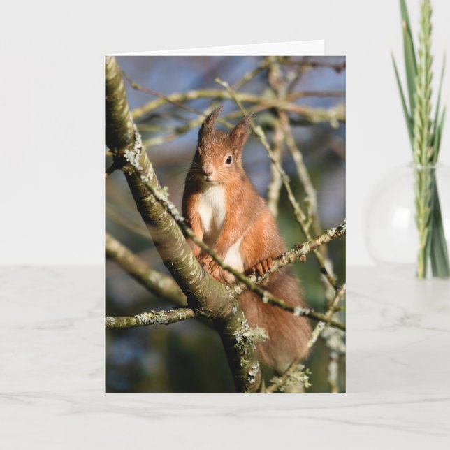 Red Squirrel in a tree Card (Front)
