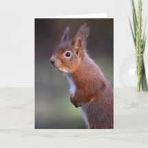 Red squirrel in Glenalmond Card