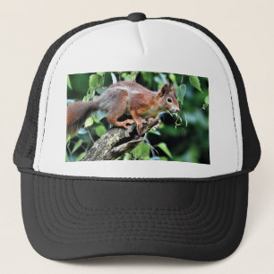 Red Squirrel in Tree Trucker Hat