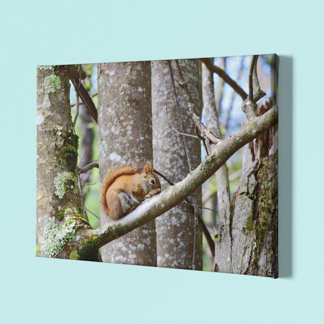 Red Squirrel In Woods Canvas Print (Creator Uploaded)