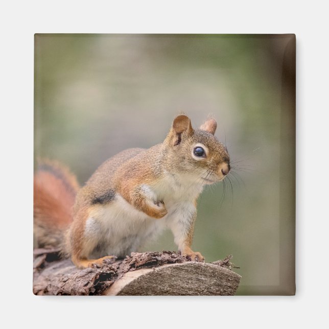 Red Squirrel Magnet (Front)