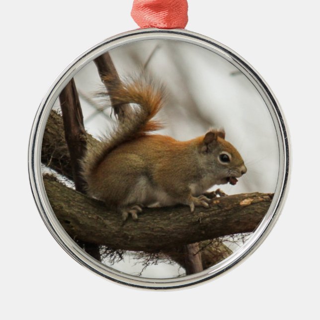 Red Squirrel Metal Ornament (Front)