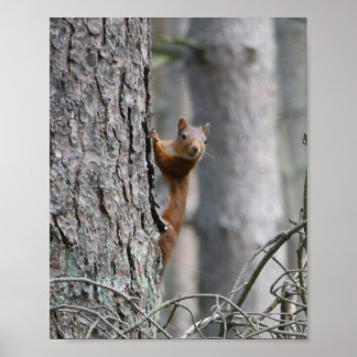 Red Squirrel Nature Poster
