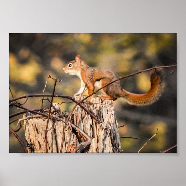 Red Squirrel Nature Wildlife Animals Poster (Front)