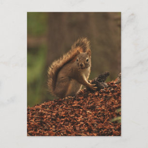 Red Squirrel on Debris Pile Postcard