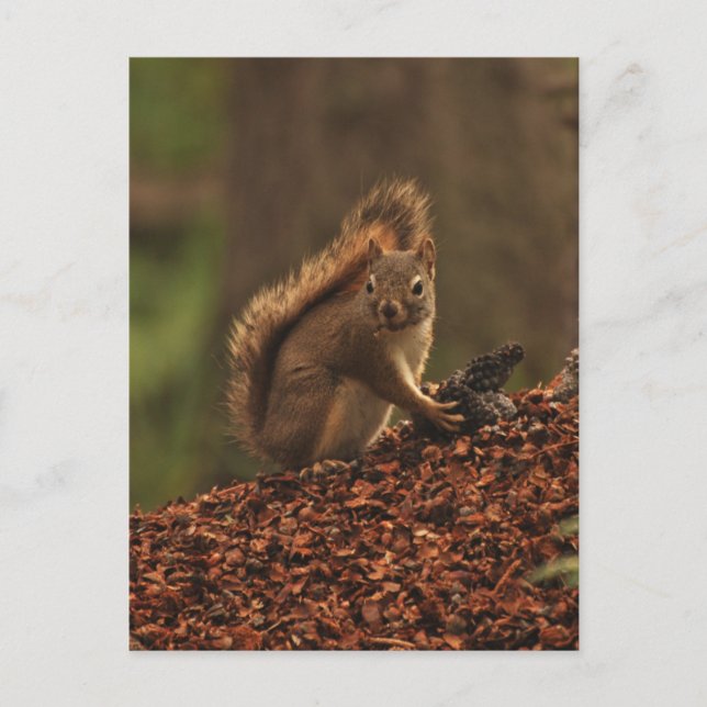 Red Squirrel on Debris Pile Postcard (Front)