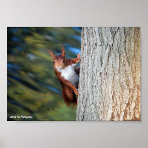Red Squirrel on Tree Poster