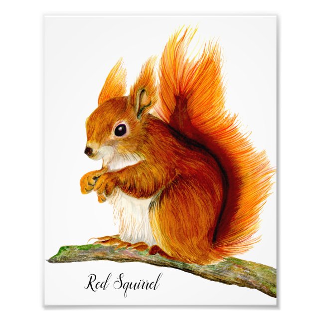 Red Squirrel Painted in Watercolor Wildlife Art Photo Print (Front)