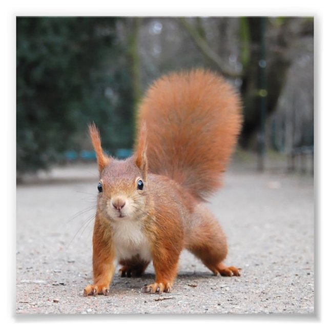 Red Squirrel Photo Print (Front)