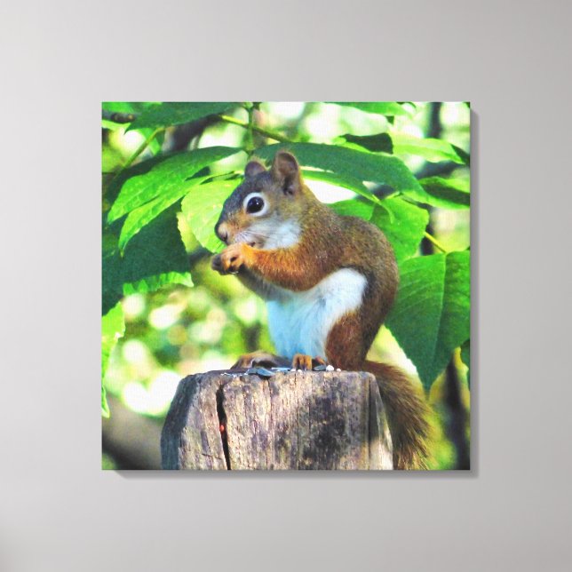 Red Squirrel Portrait Canvas Print (Front)