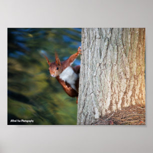 Red Squirrel Portrait Poster