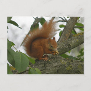 Red Squirrel Postcard