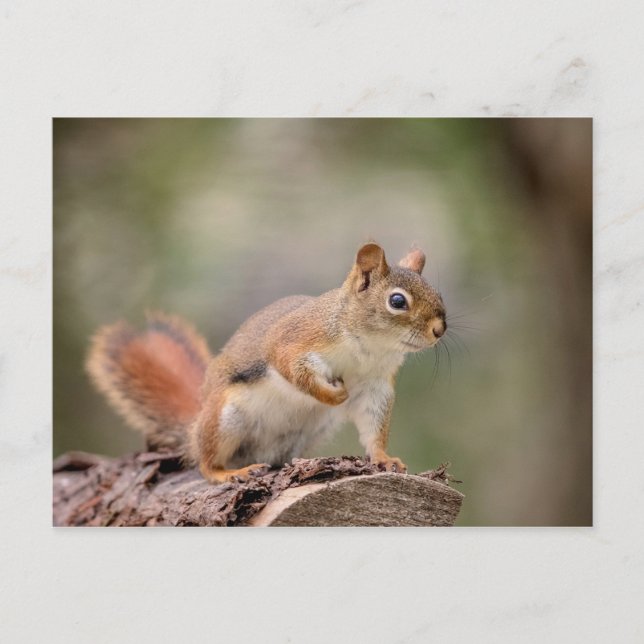 Red Squirrel Postcard (Front)