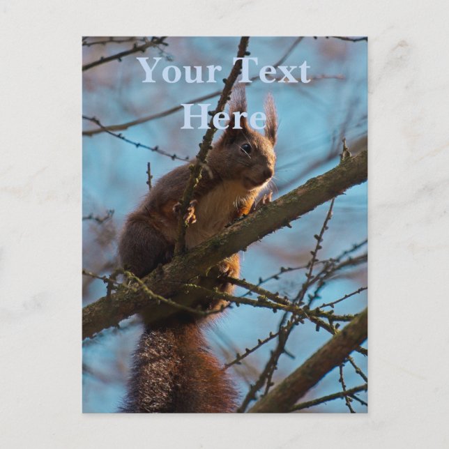 Red Squirrel  Postcard (Front)