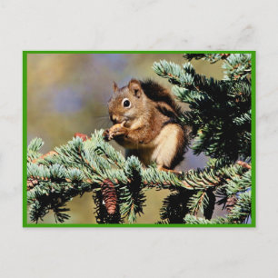 Red Squirrel Postcard