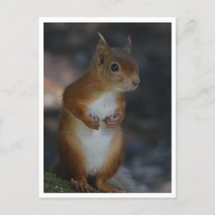 Red Squirrel Postcard