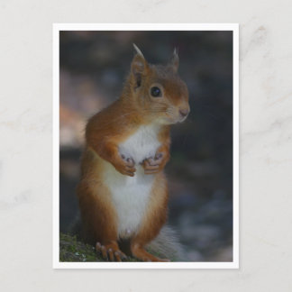 Red Squirrel Postcard