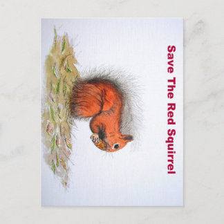 Red Squirrel Postcard