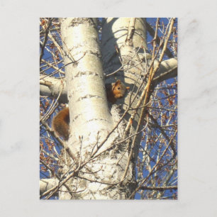 Red Squirrel postcard