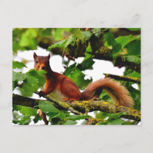 Red squirrel postcard