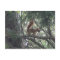 Red Squirrel Postcard