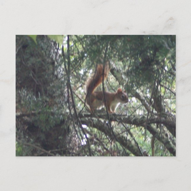Red Squirrel Postcard (Front)