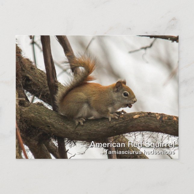 Red Squirrel Postcard (Front)