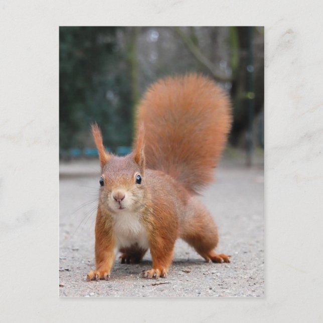 Red Squirrel Postcard (Front)