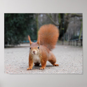 Red Squirrel Poster