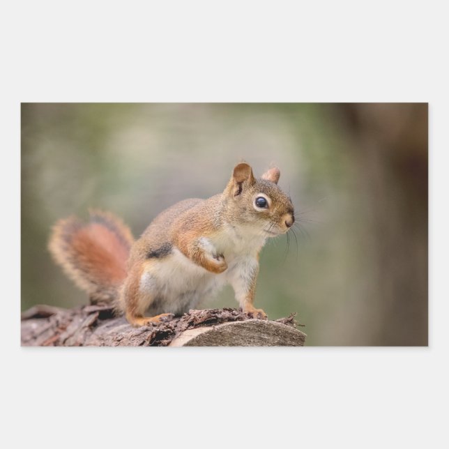 Red Squirrel Rectangular Sticker (Front)