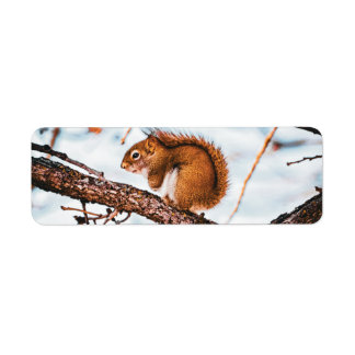Red Squirrel Return Label Return Address Label