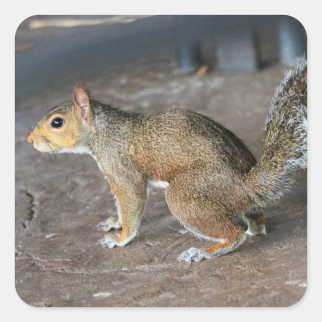 Red Squirrel Square Sticker (Front)