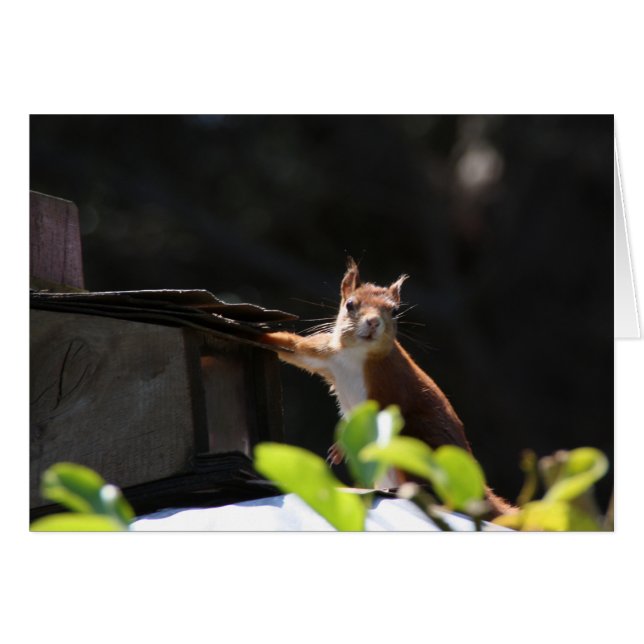 Red Squirrel, Tresco (Front Horizontal)