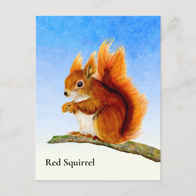 Red Squirrel Watercolor Painting Postcard (Front)