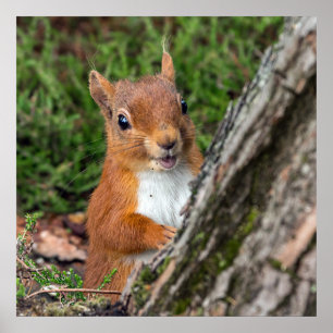 red squirrel wildlife photograph poster