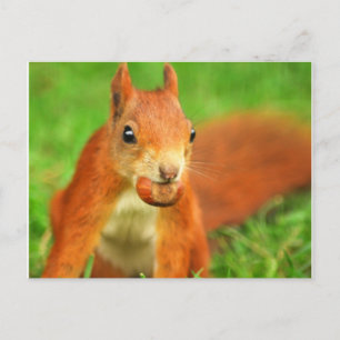 Red Squirrel with a nut Postcard