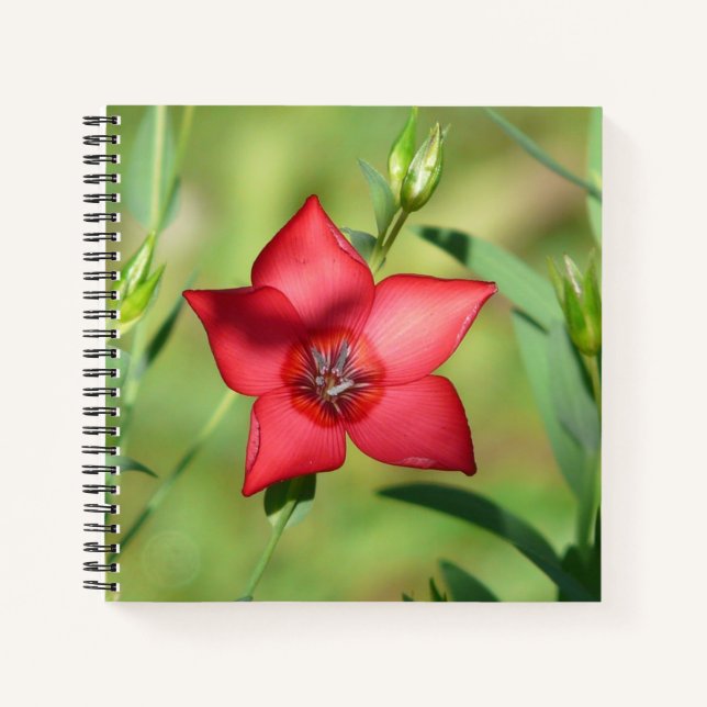Red Star Flower Green Foliage Notebook (Front)