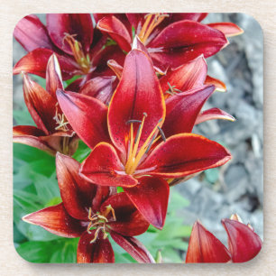 Red Stargazer Lily Coaster