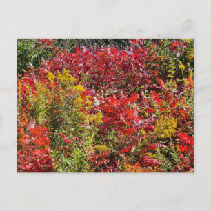 Red Sumac in Autumn Postcard