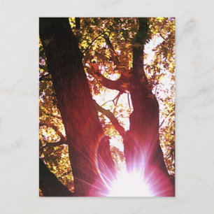 Red Sun Glare Postcard