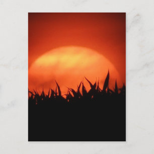 Red sundown behind black grass postcard
