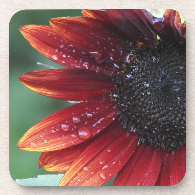 Red Sunflower Petals And Rain Drops Coaster (Front)