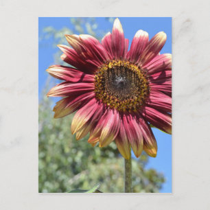 Red Sunflower Postcard