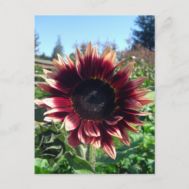 Red Sunflower Postcard (Front)