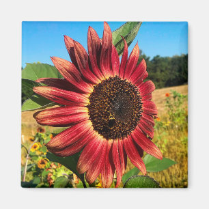 Red Sunflower with Bee Magnet
