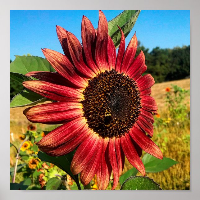 Red Sunflower with Bee Poster (Front)