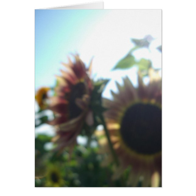 Red sunflowers on a sunny day (Front)