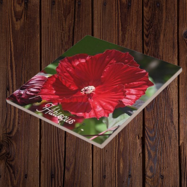 Red Swamp Hibiscus Bloom Floral Ceramic Tile (In Situ)