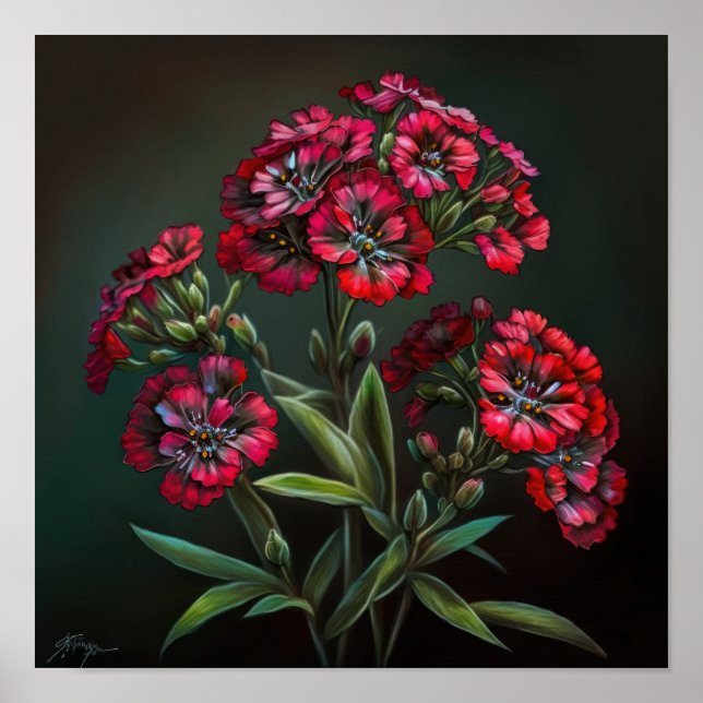 Red Sweet William Flower Art Print Poster (Front)